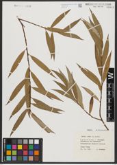 Foto von Salix alba L.